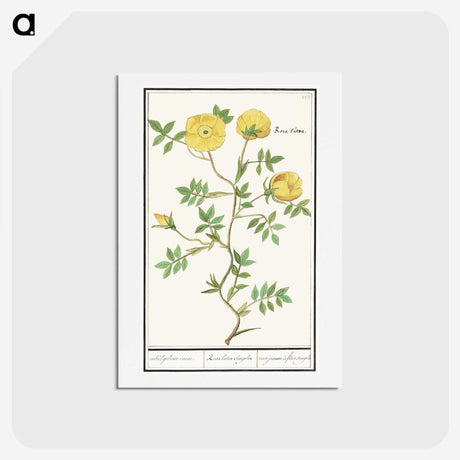 1-90_Anselmus-Boetius-de-Boodt_hagaki