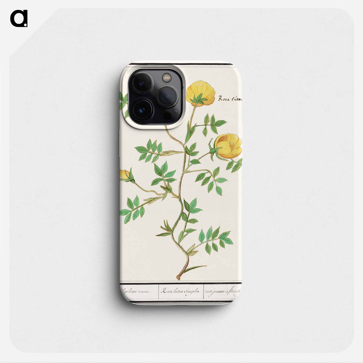 Rose, Rosa - アンセルムス ボエティウス デ ブート Phone Case.