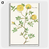 1-90_Anselmus-Boetius-de-Boodt_picture-crop