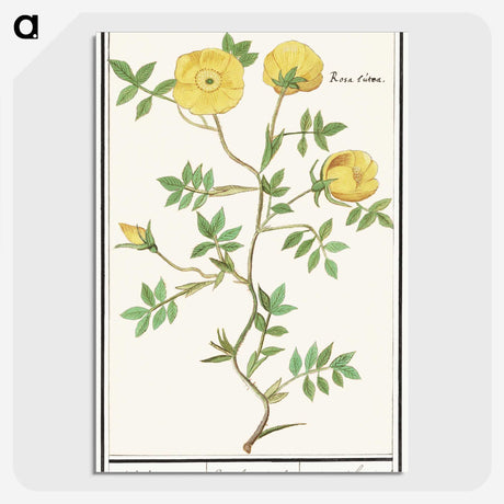 1-90_Anselmus-Boetius-de-Boodt_picture-crop