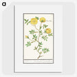 1-90_Anselmus-Boetius-de-Boodt_picture