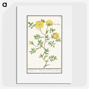 1-90_Anselmus-Boetius-de-Boodt_picture