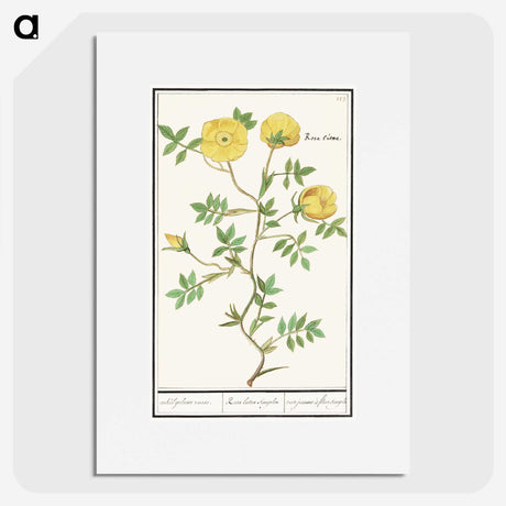 1-90_Anselmus-Boetius-de-Boodt_picture