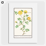 Rose, Rosa - アンセルムス ボエティウス デ ブート Poster.