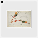 アートポストカード-Sidney Hall’s astronomical chart illustration of the Pisces - アンティーク地図 Postcard.