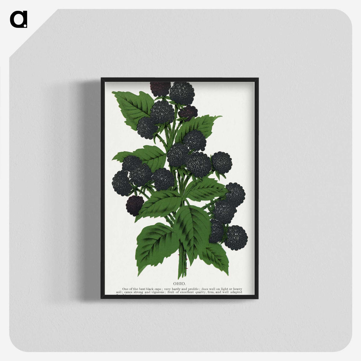 1-90_Botanical-Specimen-Plates_blk-crop