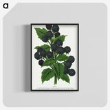 1-90_Botanical-Specimen-Plates_blk-crop