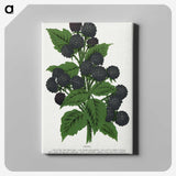 1-90_Botanical-Specimen-Plates_canvas