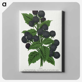 1-90_Botanical-Specimen-Plates_canvas
