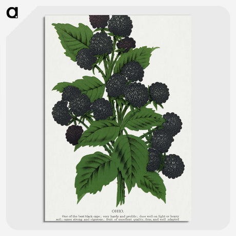 1-90_Botanical-Specimen-Plates_picture-crop