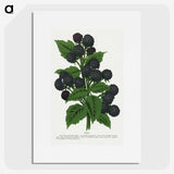 1-90_Botanical-Specimen-Plates_picture
