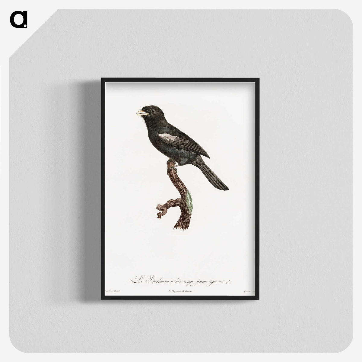 1-90_Des-Oiseaux-de-Paradis_blk-crop