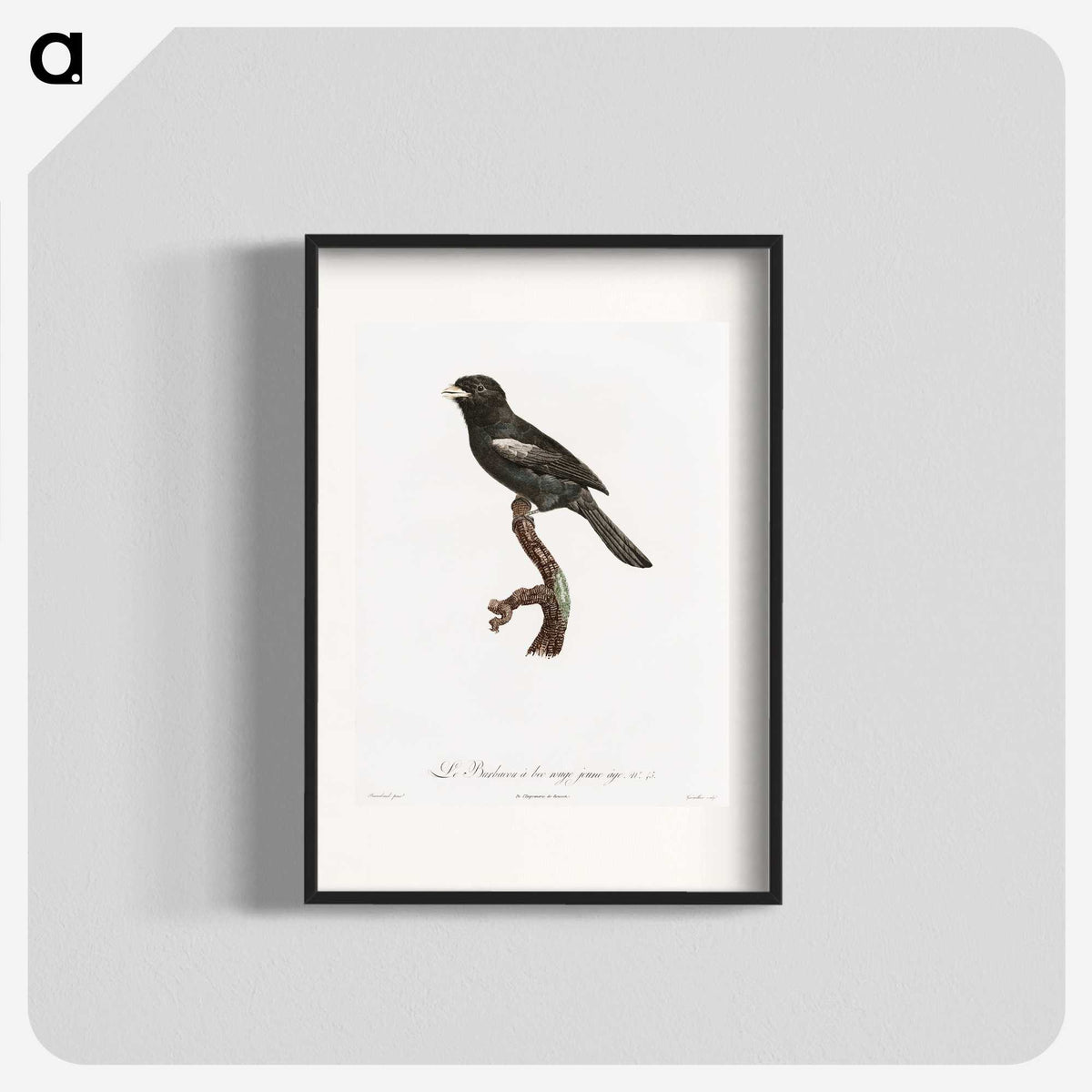1-90_Des-Oiseaux-de-Paradis_blk