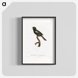 1-90_Des-Oiseaux-de-Paradis_blk