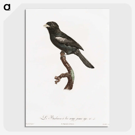 1-90_Des-Oiseaux-de-Paradis_picture-crop