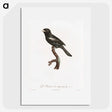 1-90_Des-Oiseaux-de-Paradis_picture