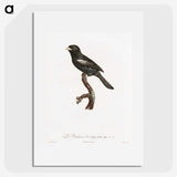 1-90_Des-Oiseaux-de-Paradis_picture