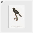 1-90_Des-Oiseaux-de-Paradis_postcard