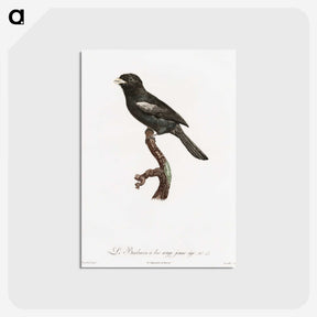 1-90_Des-Oiseaux-de-Paradis_postcard