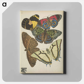 アートパネル-E.A. Séguy's vintage butterflies insect illustration - E.A.セギー Canvas.