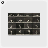 アートポストカード-Acrobatic Contortions
 - エドワード マイブリッジ Postcard.