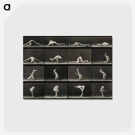 アートポストカード-Acrobatic Contortions
 - エドワード マイブリッジ Postcard.