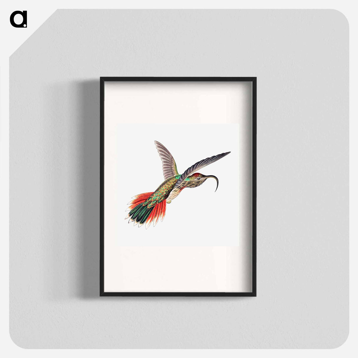 Colorful vintage hummingbird illustration - エルンスト ヘッケル Poster.