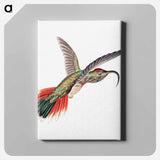Colorful vintage hummingbird illustration - エルンスト ヘッケル Canvas.