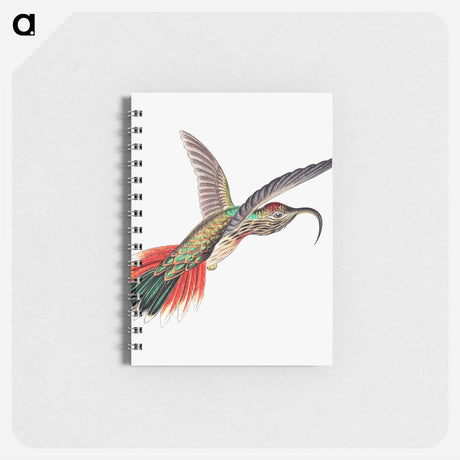 アートメモ帳-Colorful vintage hummingbird illustration - エルンスト ヘッケル Memo.