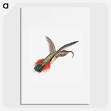 Colorful vintage hummingbird illustration - エルンスト ヘッケル Poster.