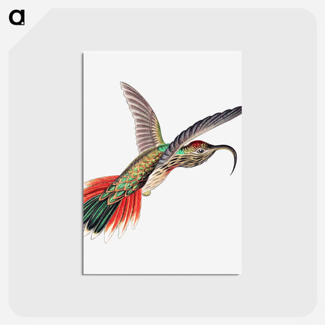 アートポストカード-Colorful vintage hummingbird illustration - エルンスト ヘッケル Postcard.