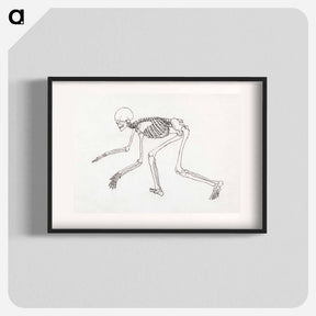 アートポスター-Human Skeleton, Lateral View
 - ジョージ スタッブス Poster.