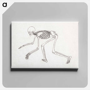 アートパネル-Human Skeleton, Lateral View
 - ジョージ スタッブス Canvas.