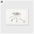 アートポストカード-Human Skeleton, Lateral View
 - ジョージ スタッブス Postcard.