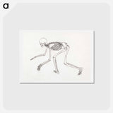 アートポストカード-Human Skeleton, Lateral View
 - ジョージ スタッブス Postcard.