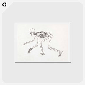 アートポストカード-Human Skeleton, Lateral View
 - ジョージ スタッブス Postcard.