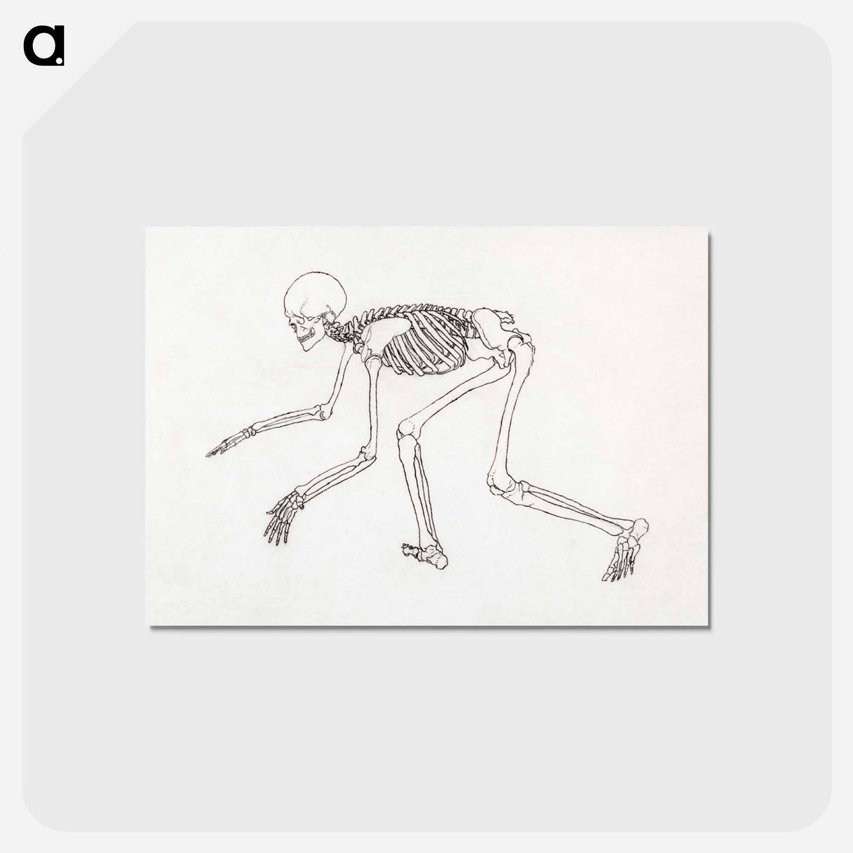 アートポストカード-Human Skeleton, Lateral View
 - ジョージ スタッブス Postcard.