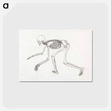 アートポストカード-Human Skeleton, Lateral View
 - ジョージ スタッブス Postcard.