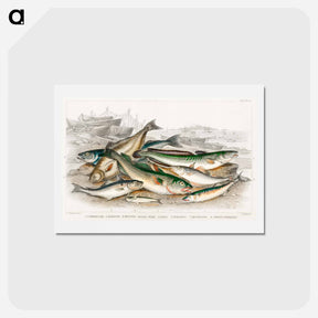 アートポストカード-Common Fish
 - ゴールドスミスの生き生きとした自然 Postcard.