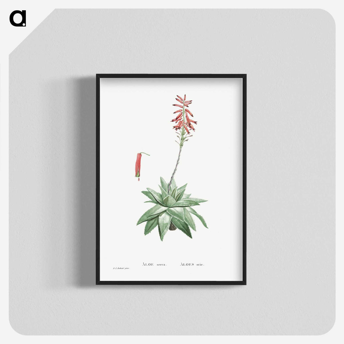 1-90_Histoire-des-Plantes-Grasses_blk-crop