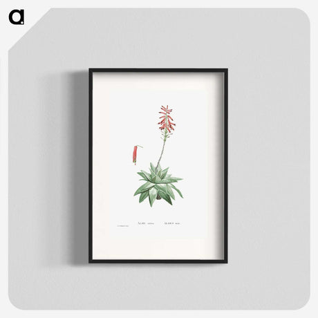 1-90_Histoire-des-Plantes-Grasses_blk