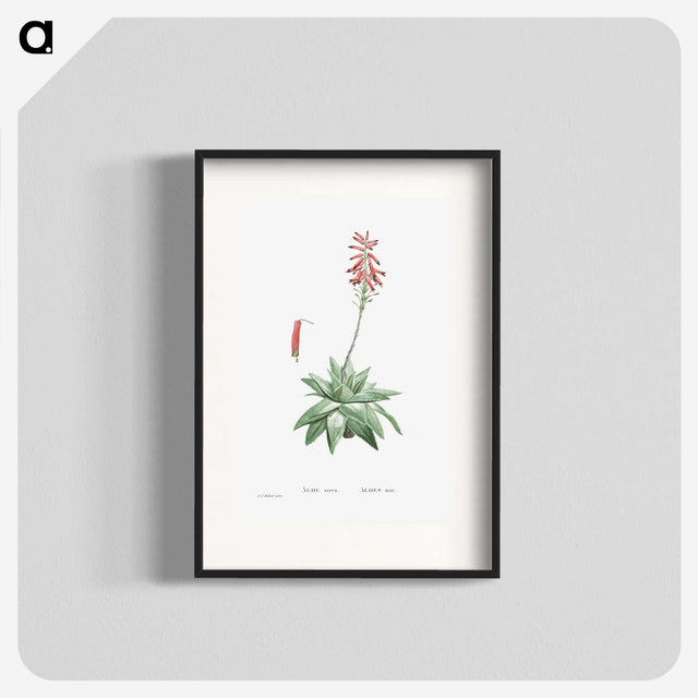 1-90_Histoire-des-Plantes-Grasses_blk