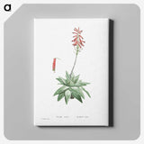 1-90_Histoire-des-Plantes-Grasses_canvas