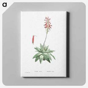 1-90_Histoire-des-Plantes-Grasses_canvas