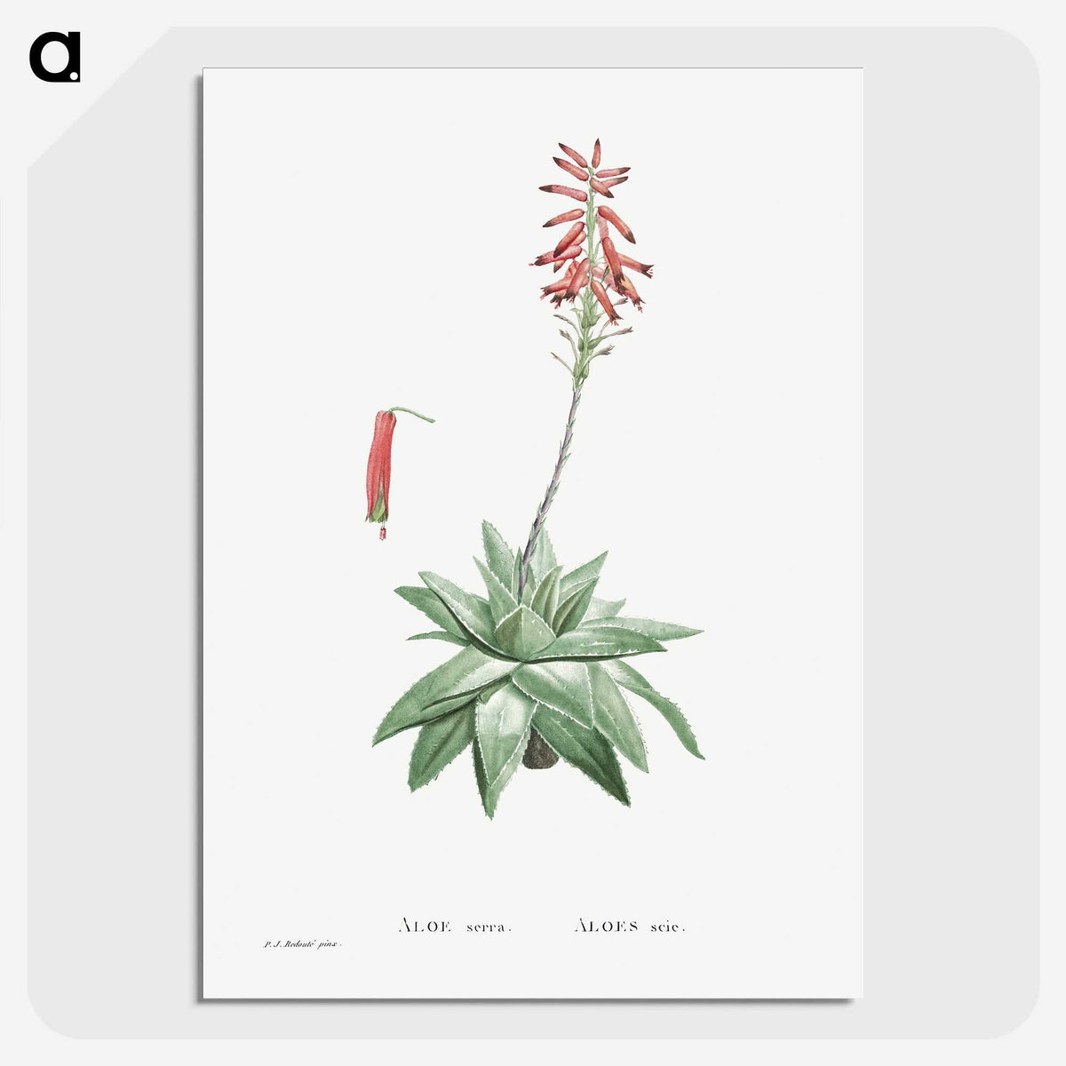 1-90_Histoire-des-Plantes-Grasses_picture-crop