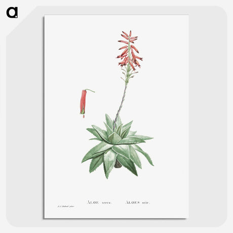 1-90_Histoire-des-Plantes-Grasses_picture-crop