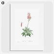 1-90_Histoire-des-Plantes-Grasses_picture