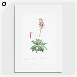 1-90_Histoire-des-Plantes-Grasses_picture