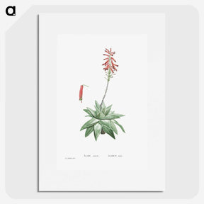 1-90_Histoire-des-Plantes-Grasses_picture