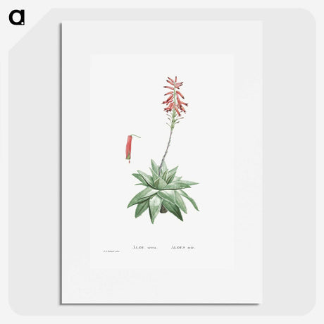 1-90_Histoire-des-Plantes-Grasses_picture